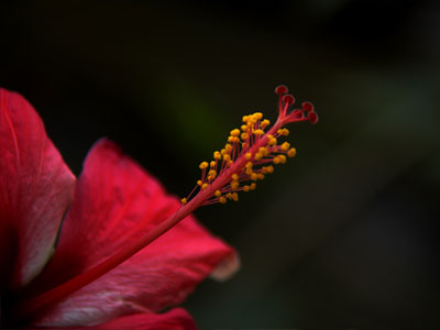 Hibiscus - Macro