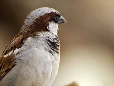 Sparrow - Varanasi